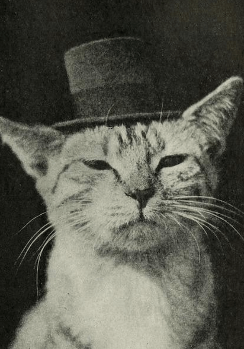 Very Online Cats - AAM